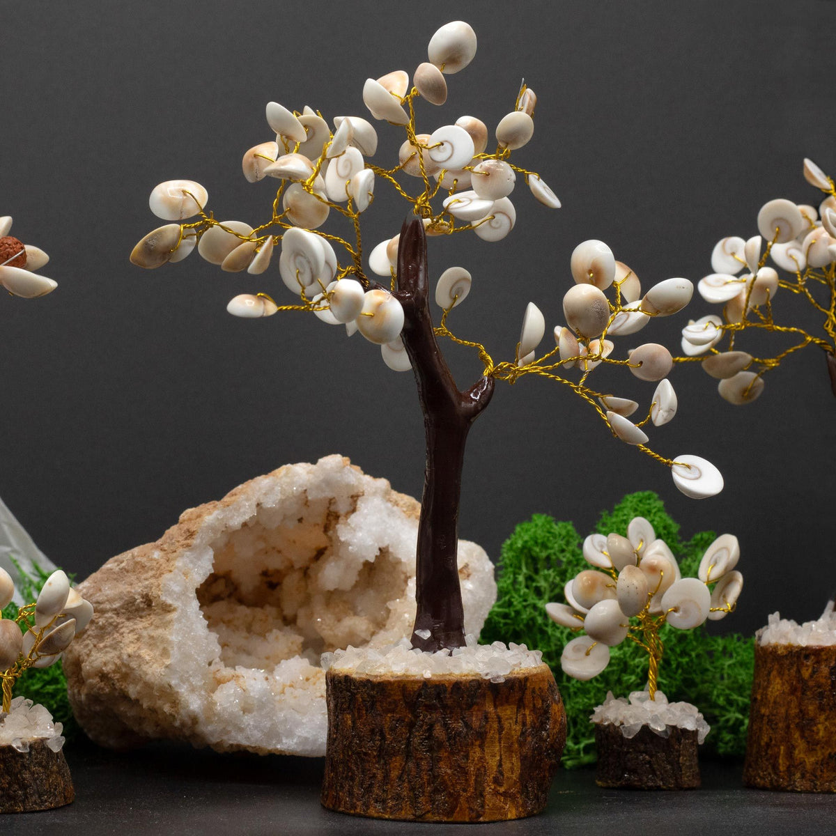 Gomati Chakra Tree - Large